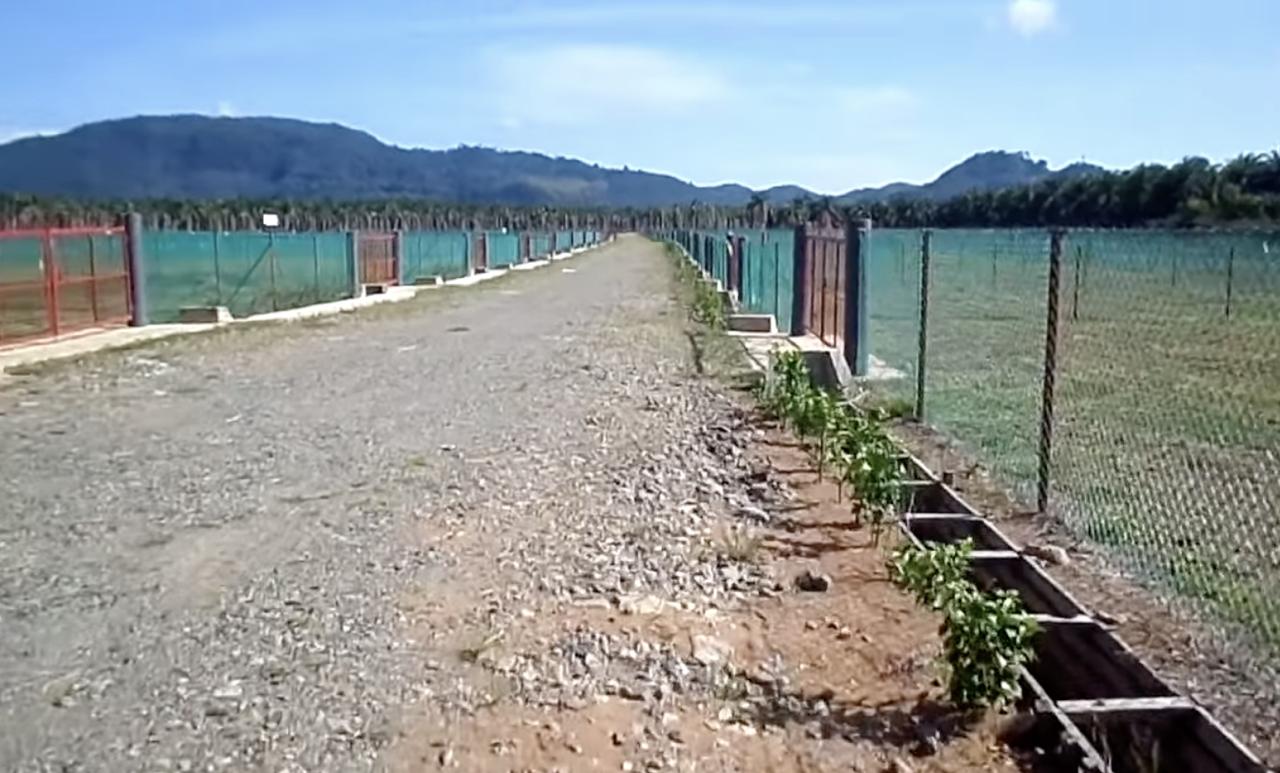 Jalan masuk kelikir panjang di antara lot kediaman berpagar, dengan gunung di latar belakang — Damai Suria, Semporna.
